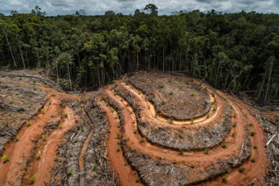 Trans-Papua高速公路将开放棕榈油种植园以前未触及的森林的广阔地区，例如Bapua的这一林。