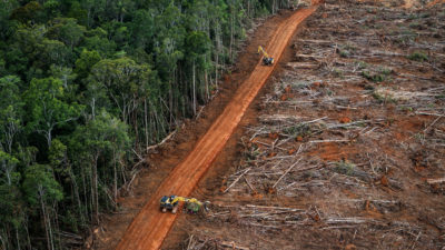 森林砍伐，为2018年4月在印度尼西亚巴布亚州的油棕种植园让路。