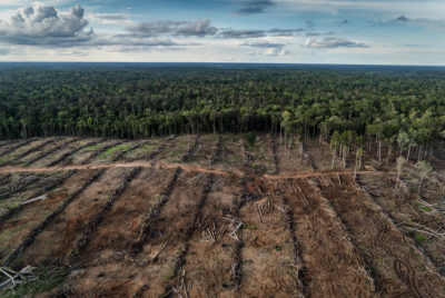 森林砍伐的棕榈油种植园在巴布亚岛,印度尼西亚。