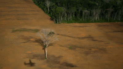 A lone nut tree remains in a logged area of the Amazon in the Brazilian state of Pará.