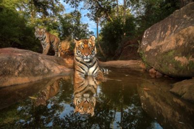 老虎在印度的Bandhavgarh Tiger Reserve中用远程相机拍照。