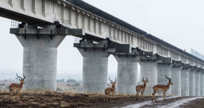 黑斑羚穿过内罗毕国家公园的标准轨距铁路下面。在自然资源保护主义者提出反对后，这条轨道被抬高，以允许野生动物活动。