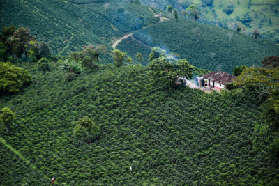 咖啡园鸟瞰图在5月的哥伦比亚的Santuario。这些小农场，这些农场因气候变化和低咖啡价格而受到最严重的打击。