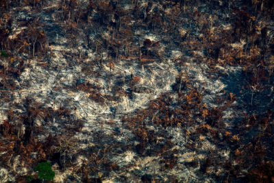 8月28日，巴西帕拉州阿尔塔米拉最近被烧毁的森林。