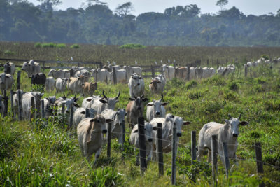 巴西帕拉州，亚马逊河流域的牛。
