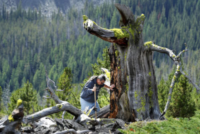 部落方案经理Mike Durglo Jr.审查了蒙大拿州普鲁纳印度印度预订的2000岁的白银松树的遗体，树木从温暖的疾病中死亡。