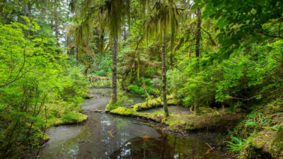 汤万长的森林景色，世界上最大的温带雨林。