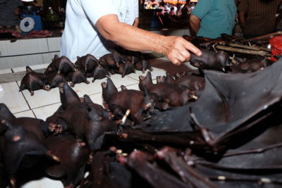 蝙蝠待售在一个市场上在苏拉威西岛在印度尼西亚的2月。