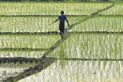 一名农民走过印度阿萨姆邦的稻田。稻田淹没了，是甲烷排放的重要来源。