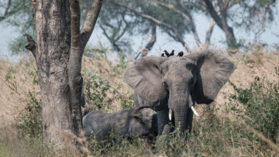 乌干达默奇森瀑布国家公园的大象，法国石油巨头计划钻孔32个井。
