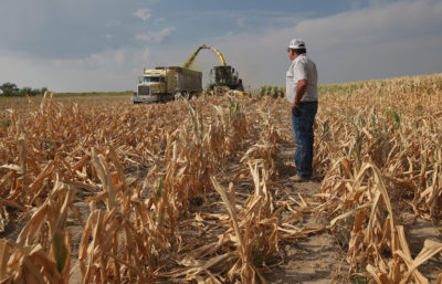 东部科罗拉多州农民杰伊斯派克在2012年干旱期间看着他的干旱蹂躏的玉米作物。