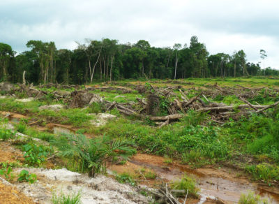 2012年，利比里亚南部的树木被清除，为该国最大的棕榈油公司Golden Veroleum的种植园让路。