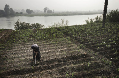 一位埃及农民在尼罗河三角洲的一条支流的河岸上照看着田地。