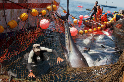2014年，西班牙加的斯省海岸，一名渔民为了避免被蓝鳍金枪鱼击中而采取行动。
