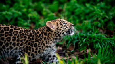 Amur Leopard是世界上最濒危的大型猫类之一，在法国里昂的动物园里。截至2019年，野外只剩下这些豹子中的90个。