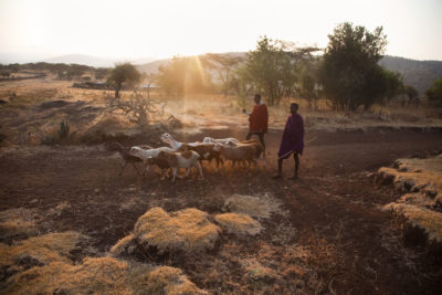 Maasai在塞伦盖蒂上有了Herded LiveStock。