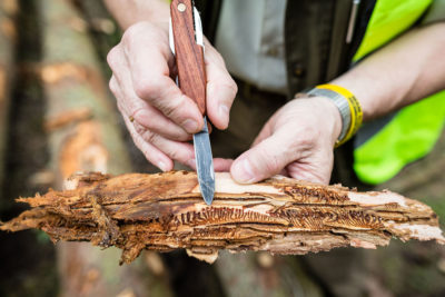 波兰比亚沃维耶扎森林的一名护林员指着云杉树皮甲虫的幼虫。