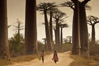 这些猴面包树,靠近摩伦达瓦,马达加斯加,是2800岁。科学家属性的突然死亡古代猴面包树近年来气候变化。