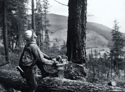 1958年，在汤加斯的威尔士王子岛上，一名伐木工正在砍伐一棵西部铁杉。