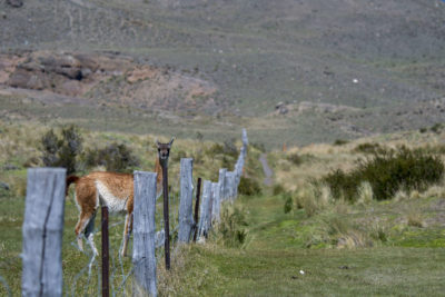 在智利南部的篱笆上的鸟根。
