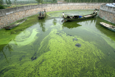 2007年6月，工人通过中国第三大淡水湖湖太湖湖的藻类绽放。