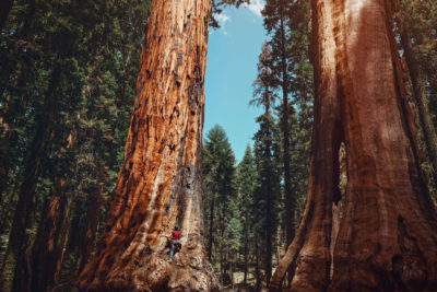 加州红杉国家公园巨杉。
