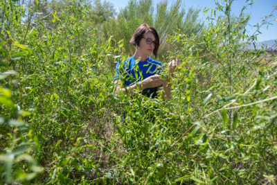 Gila Watershed合作伙伴关系主任Melanie Tluczek检查了一只本土柳树，这对于濒临灭绝的西南柳树捕蝇器至关重要。
