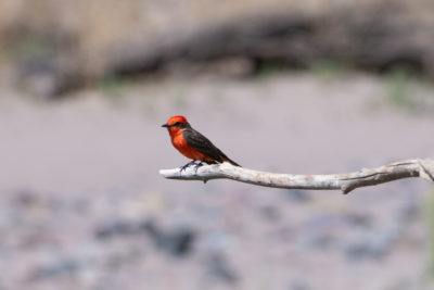一个朱红色的捕蝇器栖息在亚利桑那州萨福德的吉拉河附近。