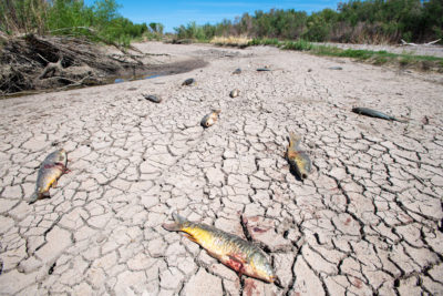 今年春天的严重干旱与水过度使用，导致亚利桑那州东部的吉拉河干燥和鱼类人口死亡。