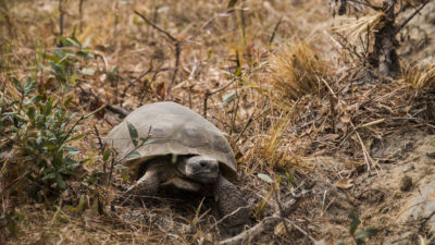 佛罗里达州伊利亚州伊林空军基地的地震乌龟，其中包含世界上最大的旧成长种植面积。