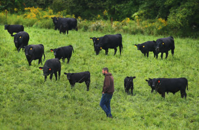 农民瑞安·麦凯监督食草牛在哈德逊的一个牧场,马萨诸塞州。