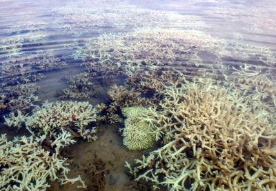 2016年4月，西澳大利亚金伯利地区大面积珊瑚白化。