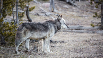 灰狼回到了黄石国家公园。