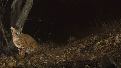 在洛杉矶的格里菲斯公园里，一只被陷阱相机拍到的山猫。
