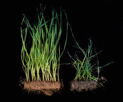 一种导入了tauschii基因的小麦植株(左)对黑森蝇的危害表现出抗性，相比之下，一种未被黑森蝇抑制生长的小麦植株表现出了抗性。