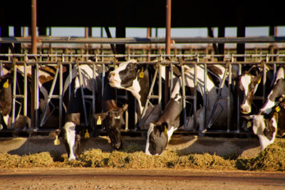 在乳房农场的母牛在默塞德，加利福尼亚。光晕的反刍动物牲畜是甲烷的重要来源。