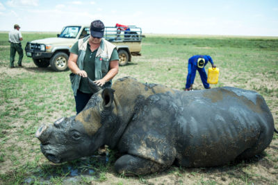 一名兽医检查recently-dehorned犀牛在约翰。休姆站务员中附近的牧场,南非。休谟拥有超过1600的犀牛,今天来阻止偷猎者。