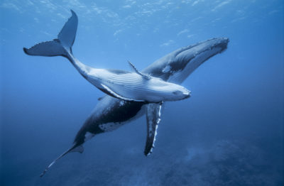 一条年轻的座头鲸，与他的母亲在法国波利尼西亚的鲁鲁图岛附近。