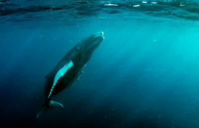 在多米尼加共和国海岸的驼背鲸。