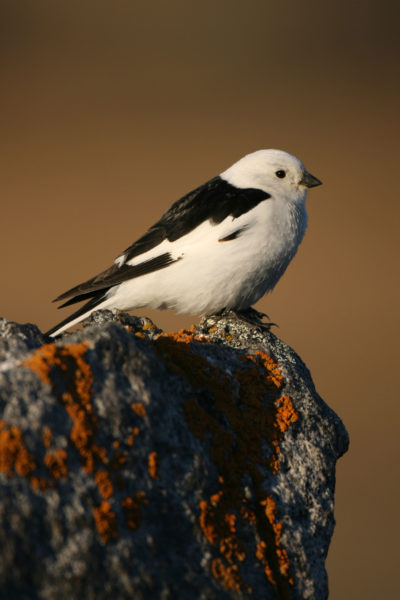 在kangerlussuaq附近的雪橇等潮湿的鸟类，越来越多地错过了植物的峰值营养。