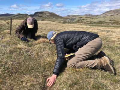 研究人员Rebecca Walker和Conor Higgins检查格陵兰西南部的植物生长阶段。