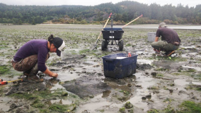 Swinomish的渔业管理者和科学家收集海洋酸化如何影响牡蛎和蛤蜊的发展的数据。