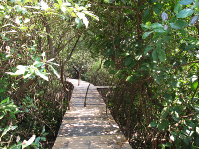 一个旅游木板路建在韦肯村的新红树林中。