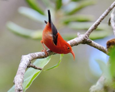 I'iwi也被称为猩红色夏威夷Honycreeper。它的羽毛是夏威夷文化的权力和声望的象征。