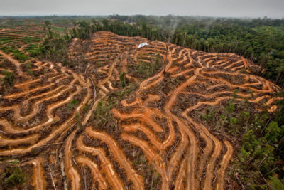 2014年，在印度尼西亚加里曼丹，一块被清理出来用于种植油棕榈的区域。