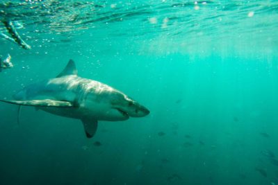 一些专家认为，南非的大白鲨陷入困境，因为长线渔船正在摧毁较小的鲨鱼，这是一种最喜欢的猎物。