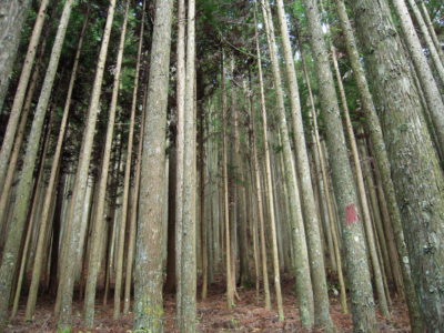 日本奈良县的一片种植森林。