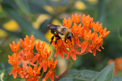 一只大黄蜂在Asclepias tuberosa花上，也被称为蝴蝶草，这种花原产于伊利诺斯州。