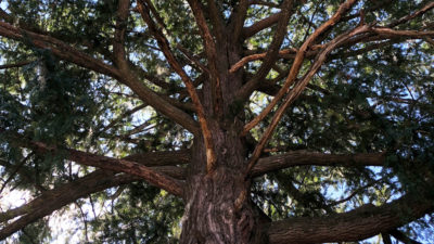 佛罗里达州麦迪逊市的一棵罕见的成熟托里亚树。