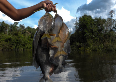 鱼被捕获在鲍河。一项联邦调查发现，来自鲍的鱼含有高水平的汞，这是一种用于采矿的物质。